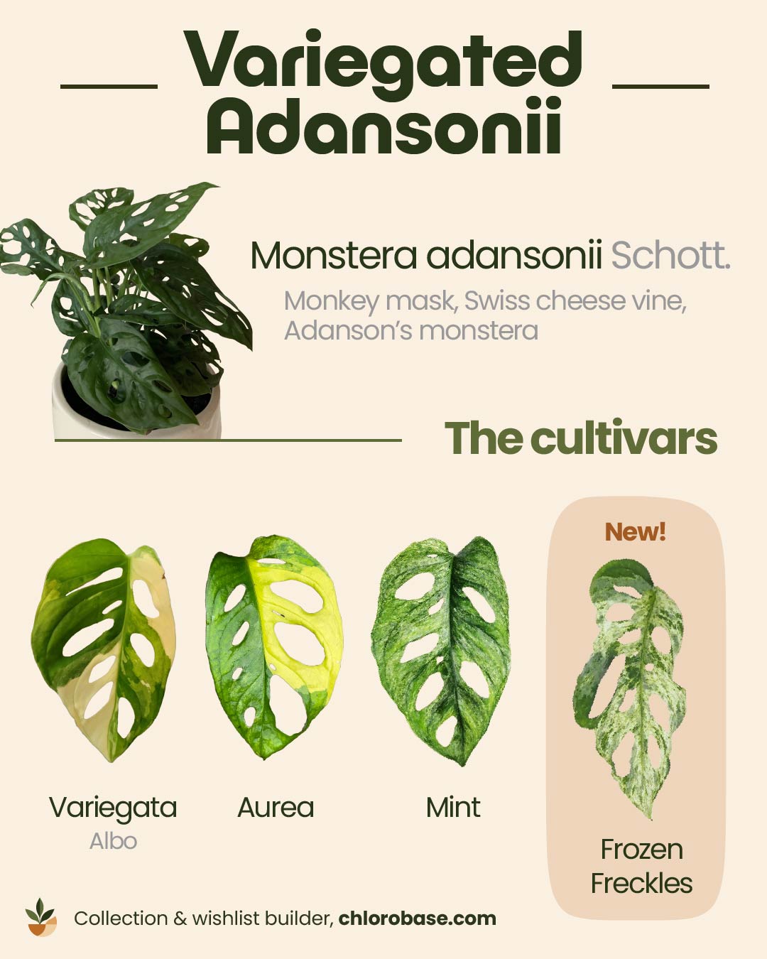 Un guide visuel comparant les formes et motifs des feuilles de différentes variétés de Monstera adansonii