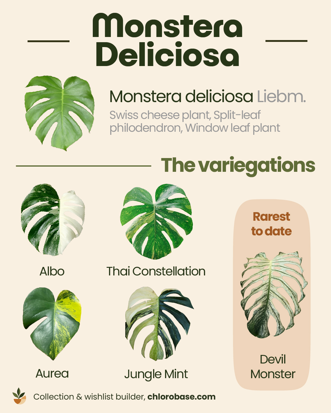 Chart of some of the Monstera Deliciosa