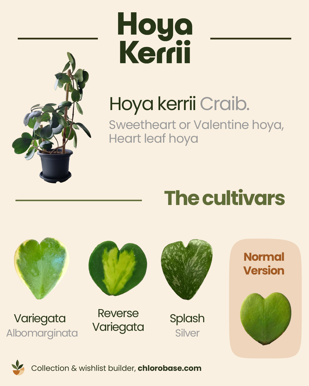 A visual guide to Hoya kerrii leaf variations