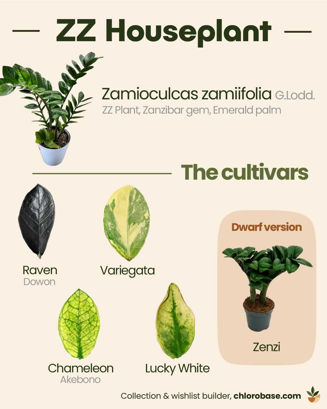Comparison chart of Zamioculcas zamiifolia varieties showing leaf shapes and colors.