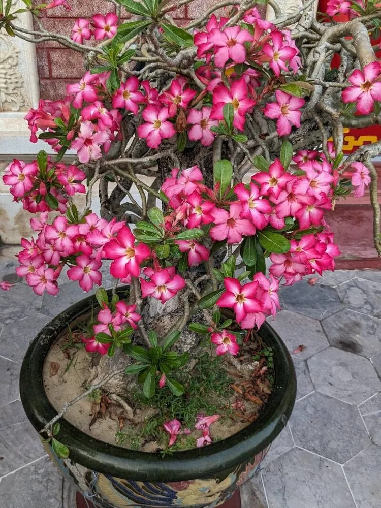 adenium obesum plant showing characteristic features
