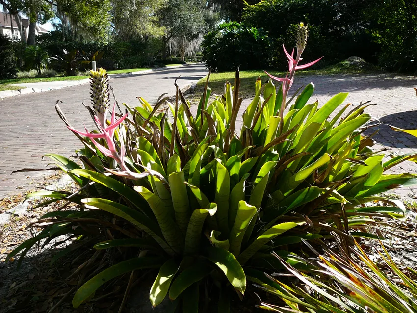 aechmea bromeliifolia plant showing characteristic features