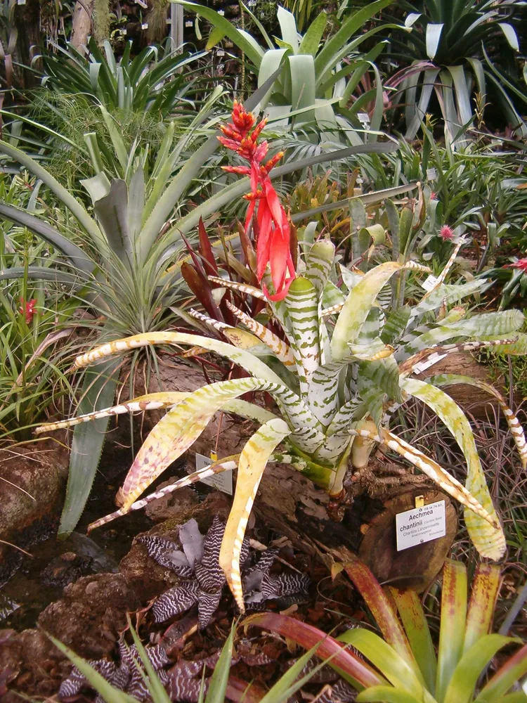 aechmea chantinii plant showing characteristic features