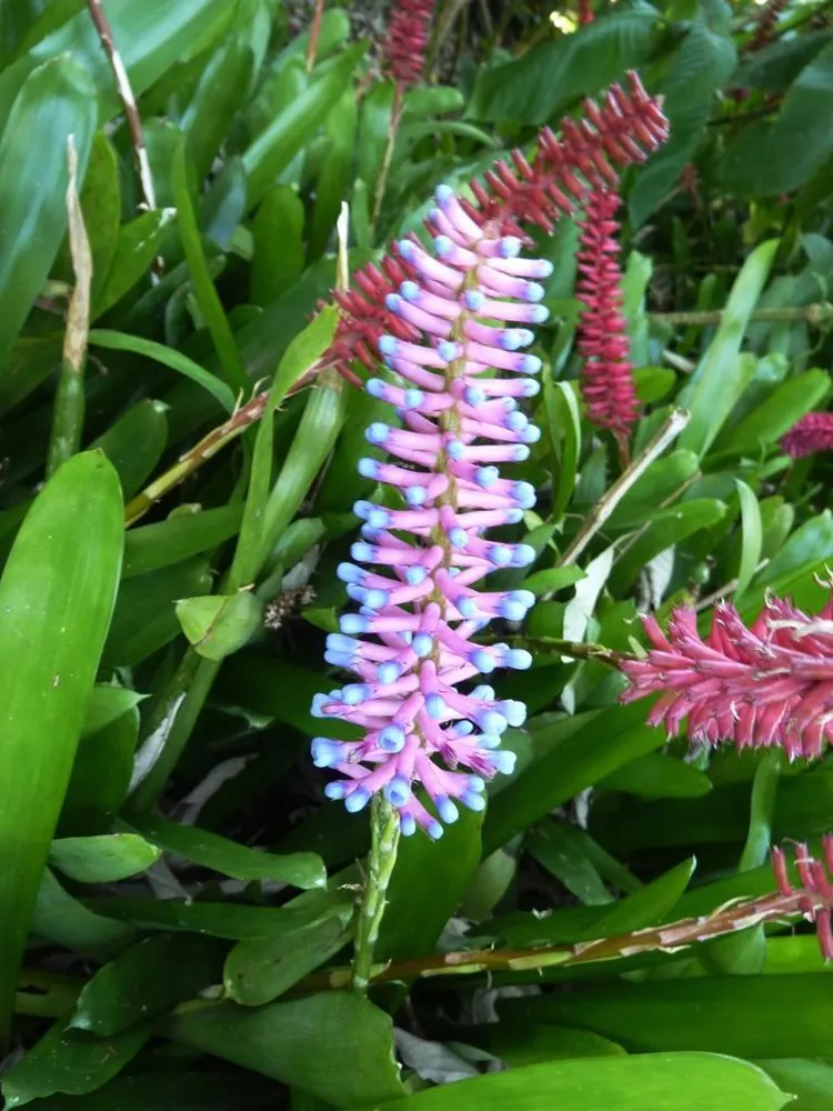aechmea gamosepala plant showing characteristic features