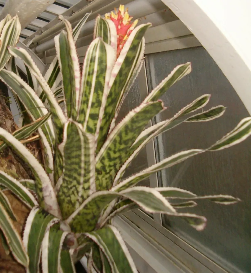 aechmea orlandiana plant showing characteristic features