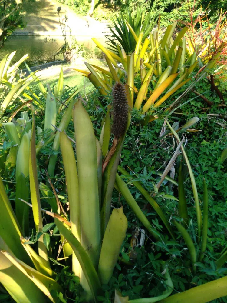 aechmea pineliana plant showing characteristic features