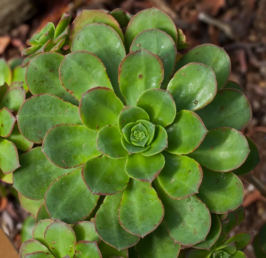 aeonium gomerense plant showing characteristic features
