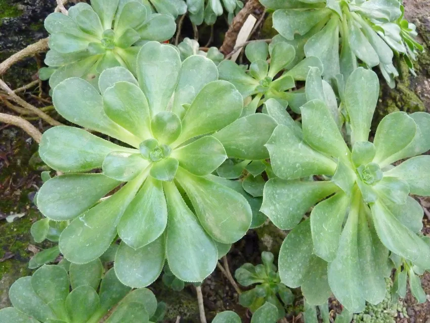 aeonium gomerense plant showing characteristic features