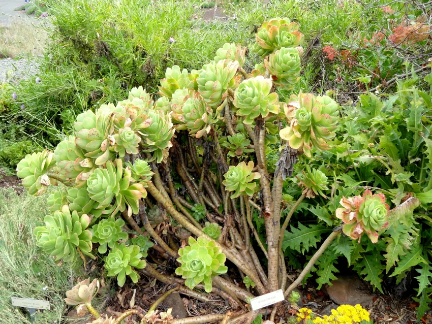 aeonium gomerense plant showing characteristic features