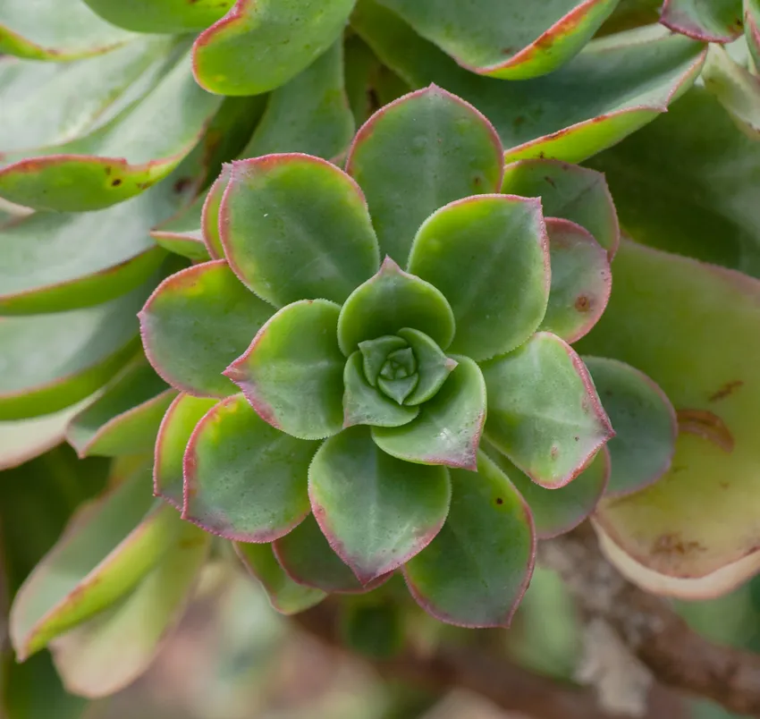 aeonium gomerense plant showing characteristic features