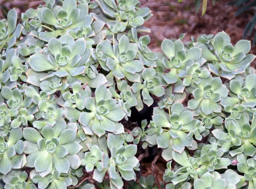 aeonium gomerense plant showing characteristic features