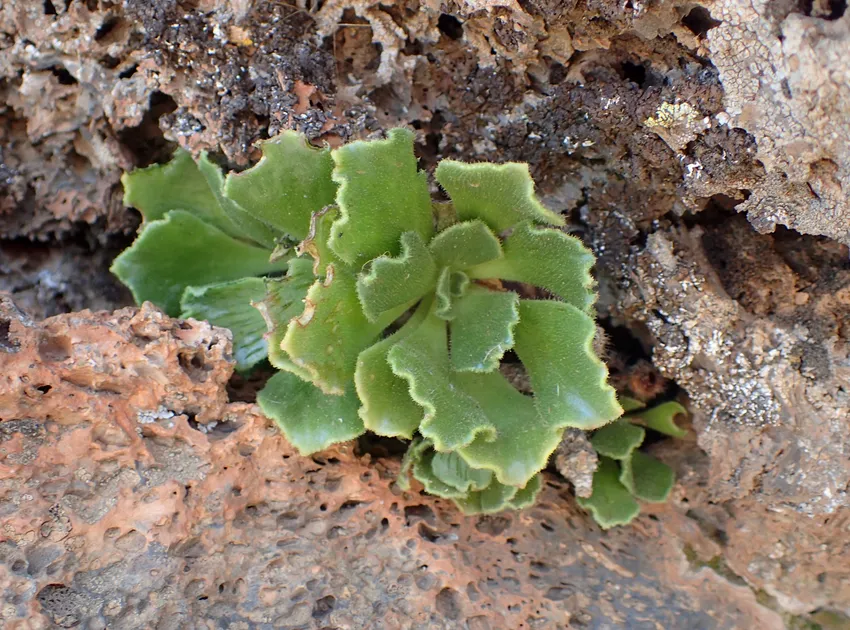 aeonium smithii plant showing characteristic features