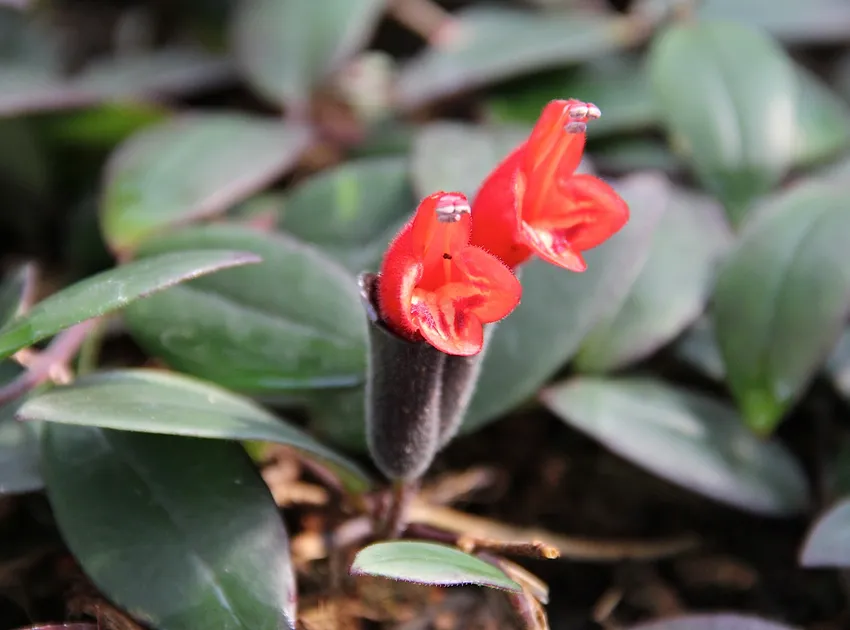 aeschynanthus lobbianus plant showing characteristic features