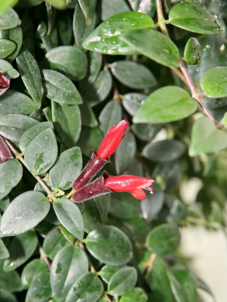 aeschynanthus lobbianus plant showing characteristic features