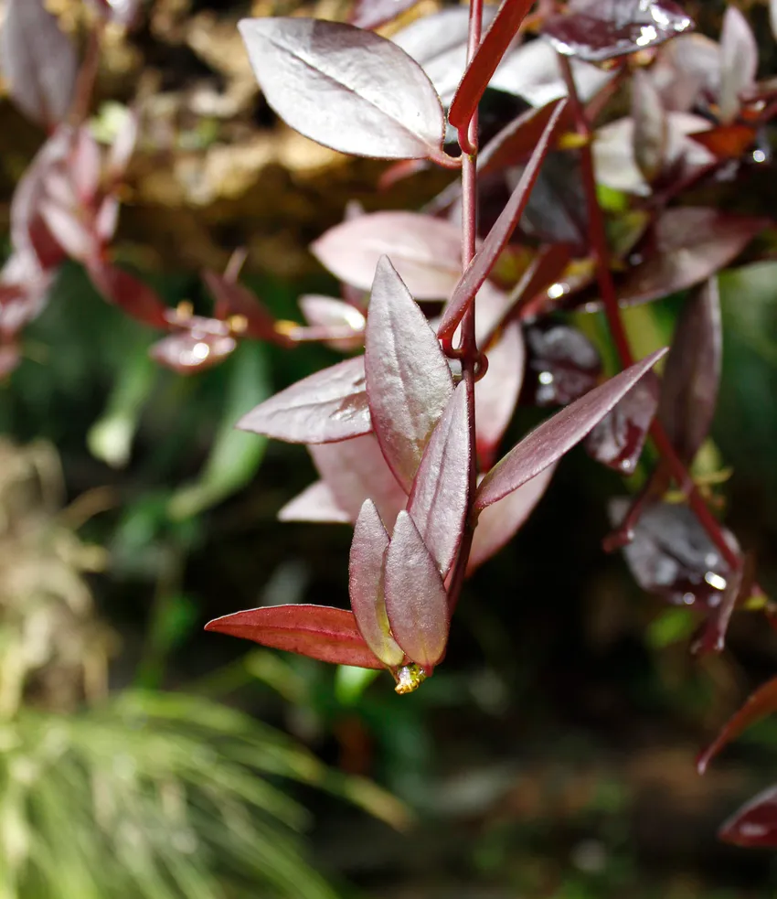 aeschynanthus lobbianus plant showing characteristic features