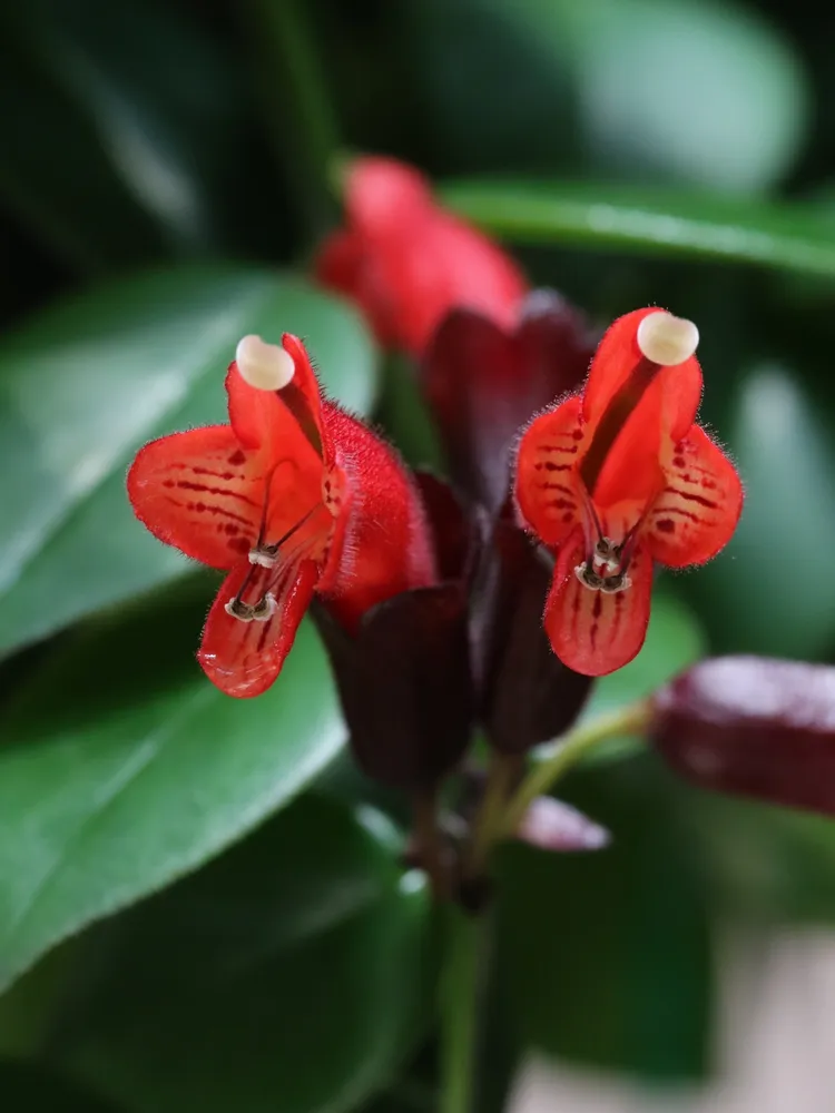 aeschynanthus lobbianus plant showing characteristic features