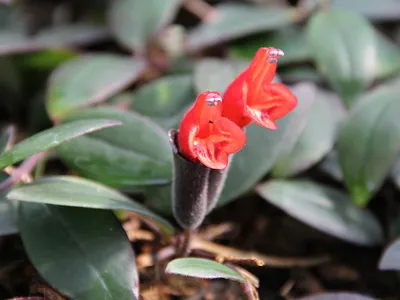 thumbnail aeschynanthus lobbianus