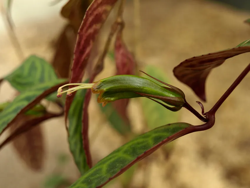 aeschynanthus longicaulis plant showing characteristic features