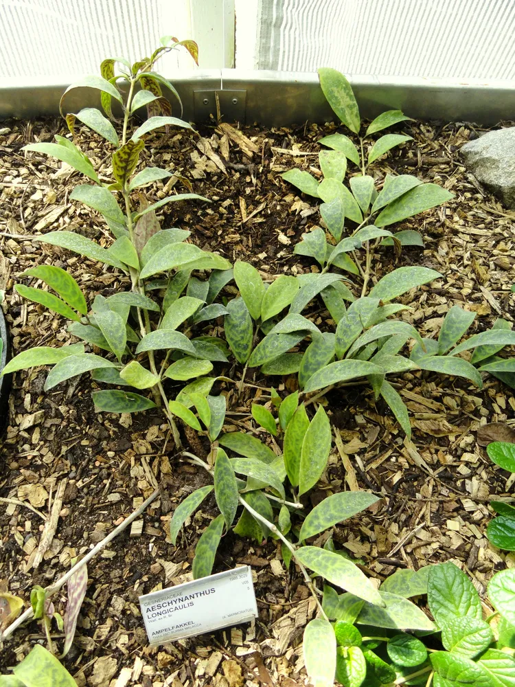 aeschynanthus longicaulis plant showing characteristic features