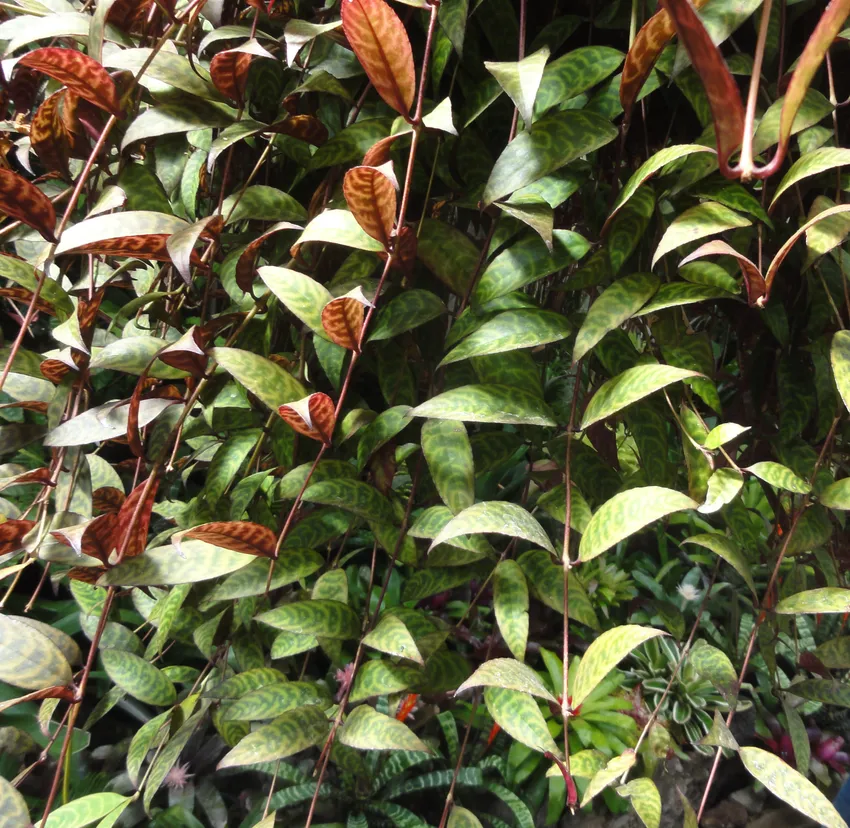 aeschynanthus longicaulis plant showing characteristic features
