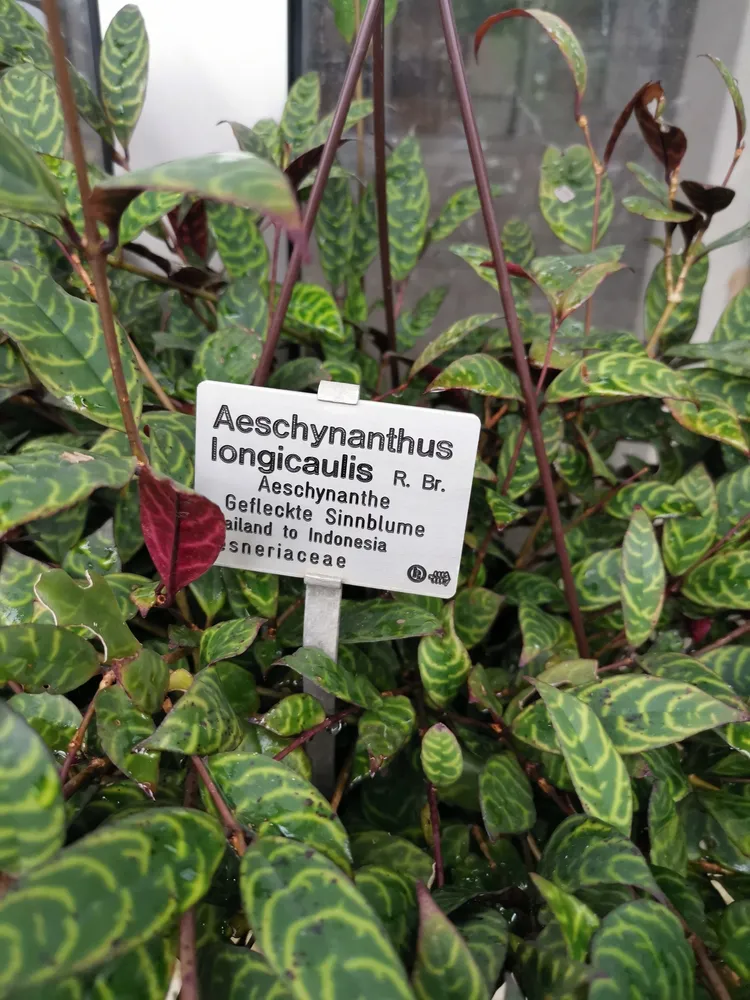 aeschynanthus longicaulis plant showing characteristic features