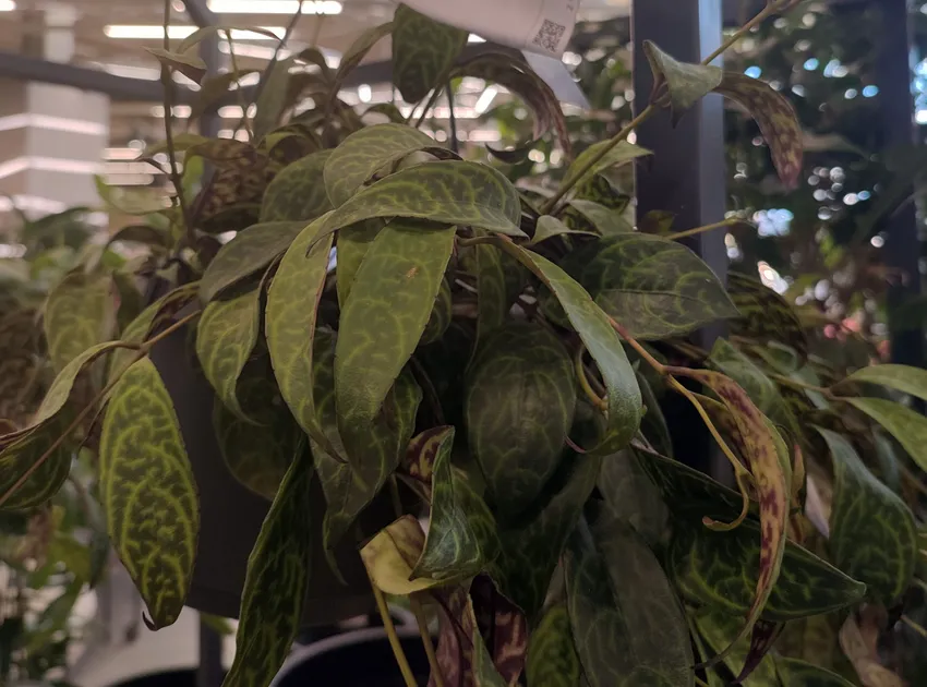 aeschynanthus longicaulis plant showing characteristic features
