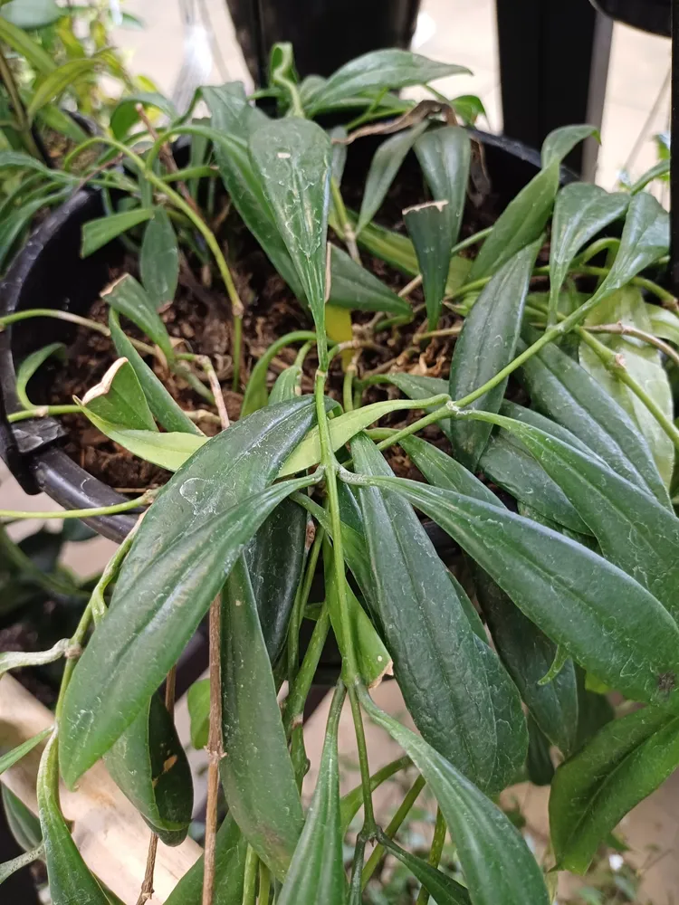 aeschynanthus parasiticus plant showing characteristic features