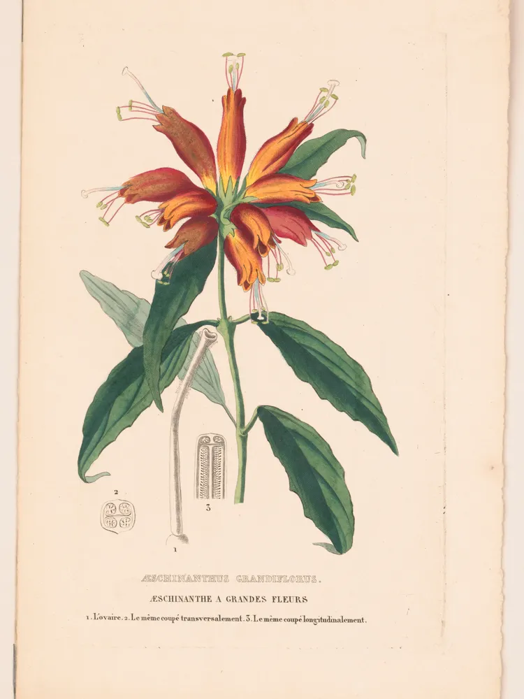 aeschynanthus parasiticus plant showing characteristic features