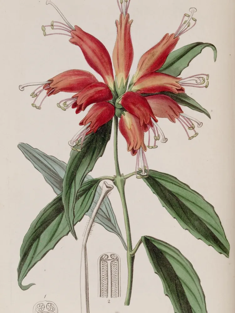 aeschynanthus parasiticus plant showing characteristic features