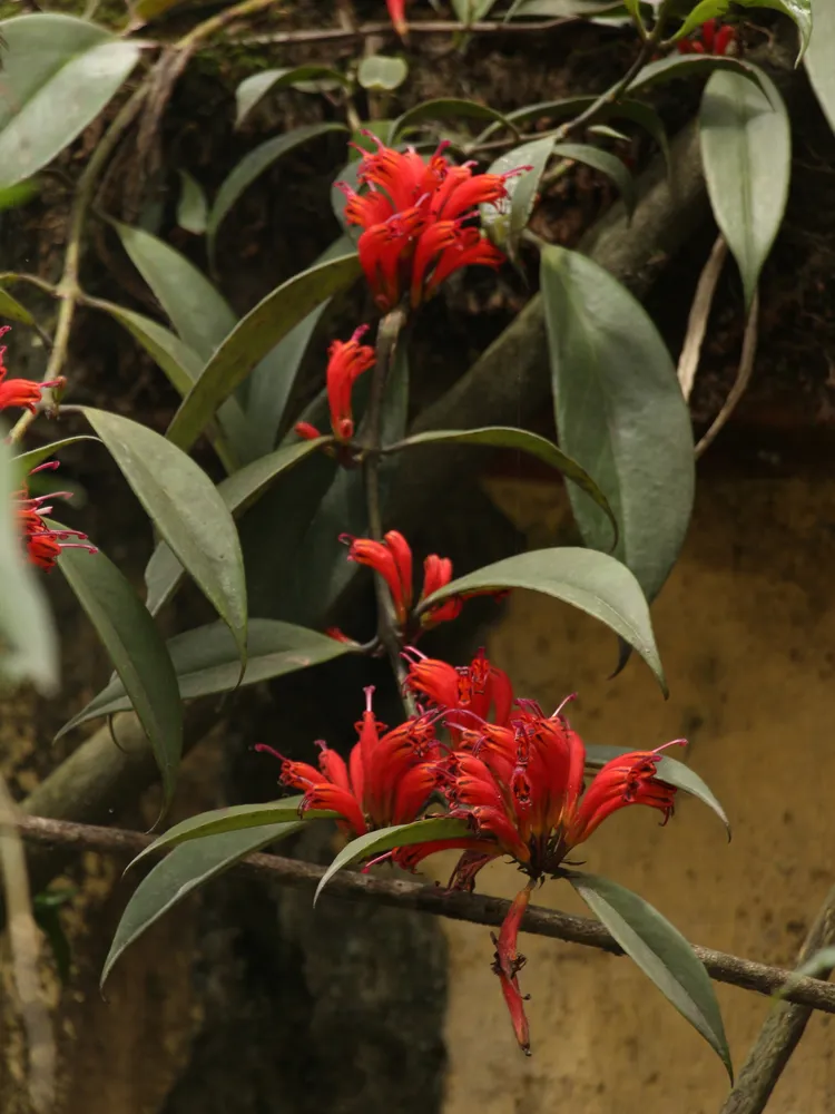 aeschynanthus parasiticus plant showing characteristic features