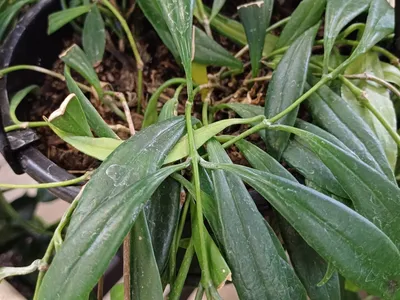thumbnail aeschynanthus parasiticus