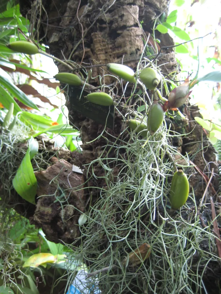 aeschynanthus pulcher plant showing characteristic features