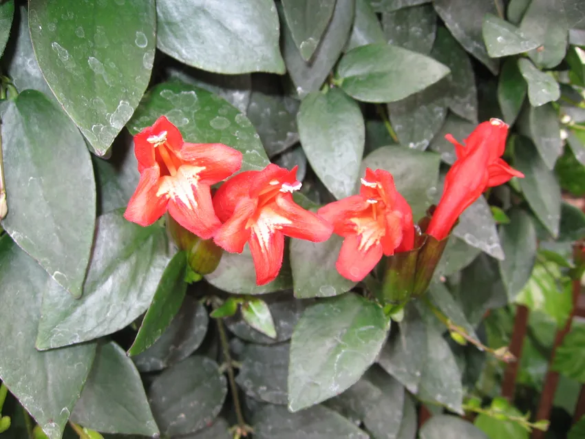 aeschynanthus pulcher plant showing characteristic features