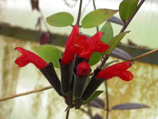 aeschynanthus pulcher plant showing characteristic features