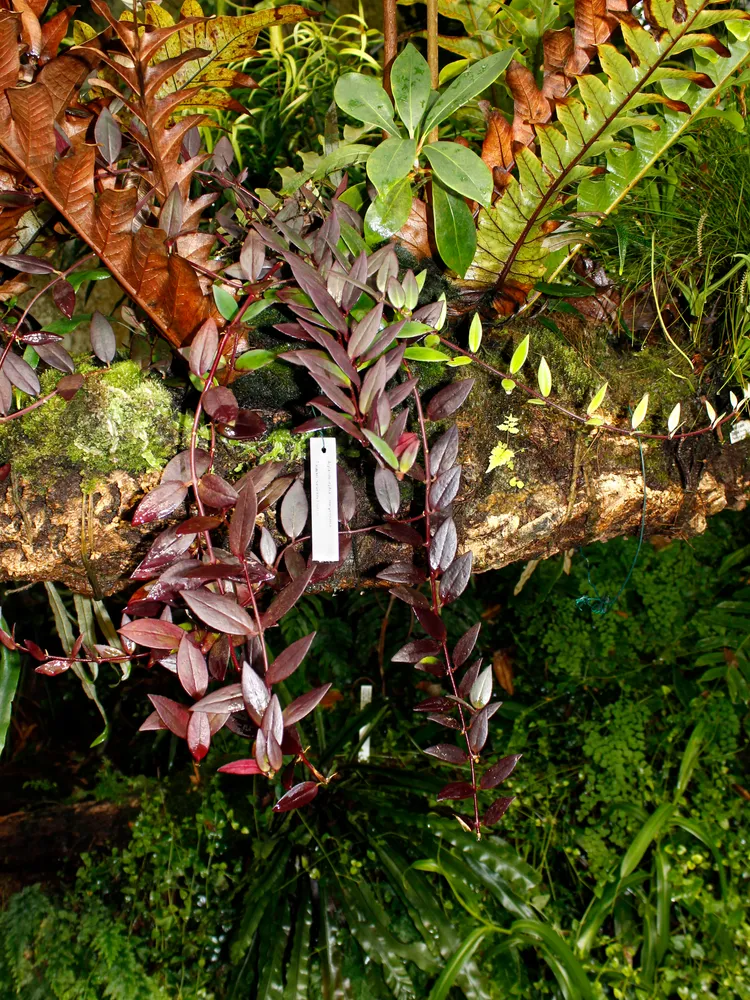 aeschynanthus pulcher plant showing characteristic features