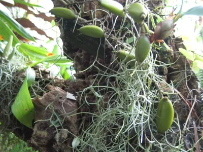 thumbnail aeschynanthus pulcher