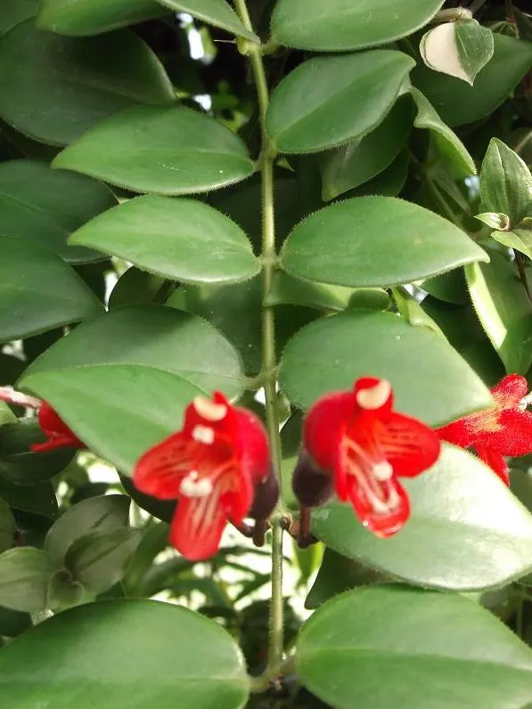 aeschynanthus radicans plant showing characteristic features