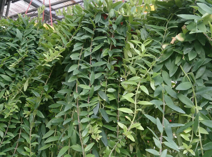 aeschynanthus radicans plant showing characteristic features
