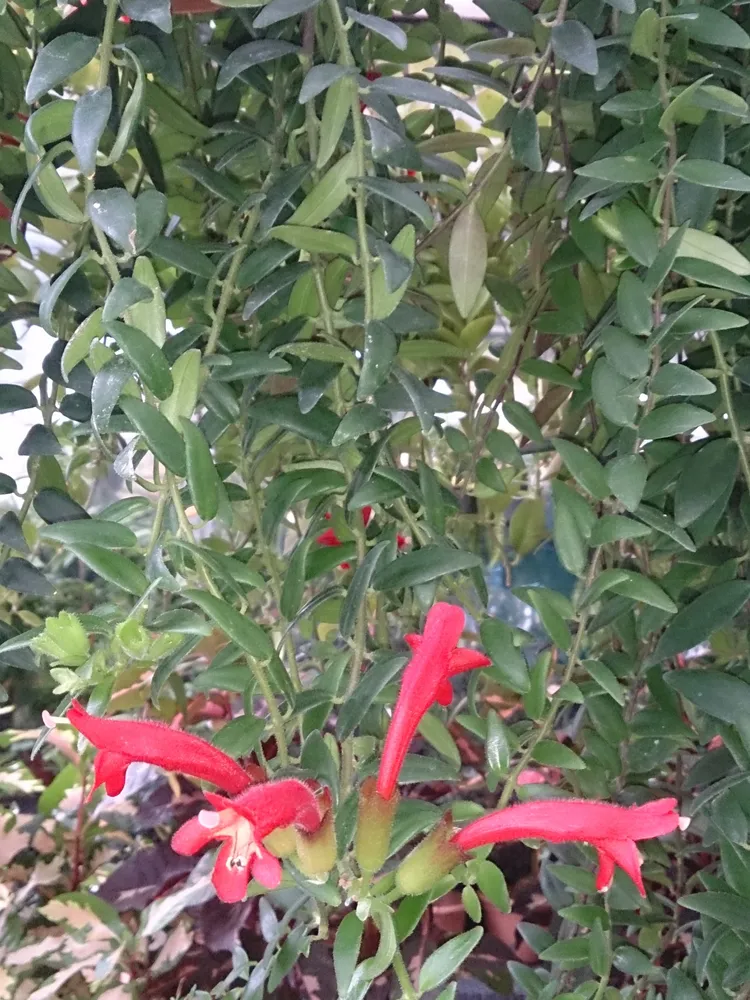 aeschynanthus radicans plant showing characteristic features