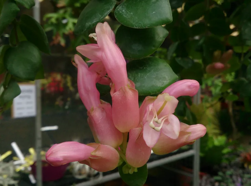 aeschynanthus radicans plant showing characteristic features