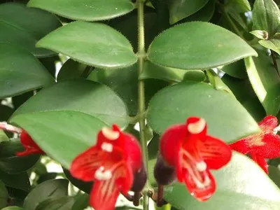thumbnail aeschynanthus radicans