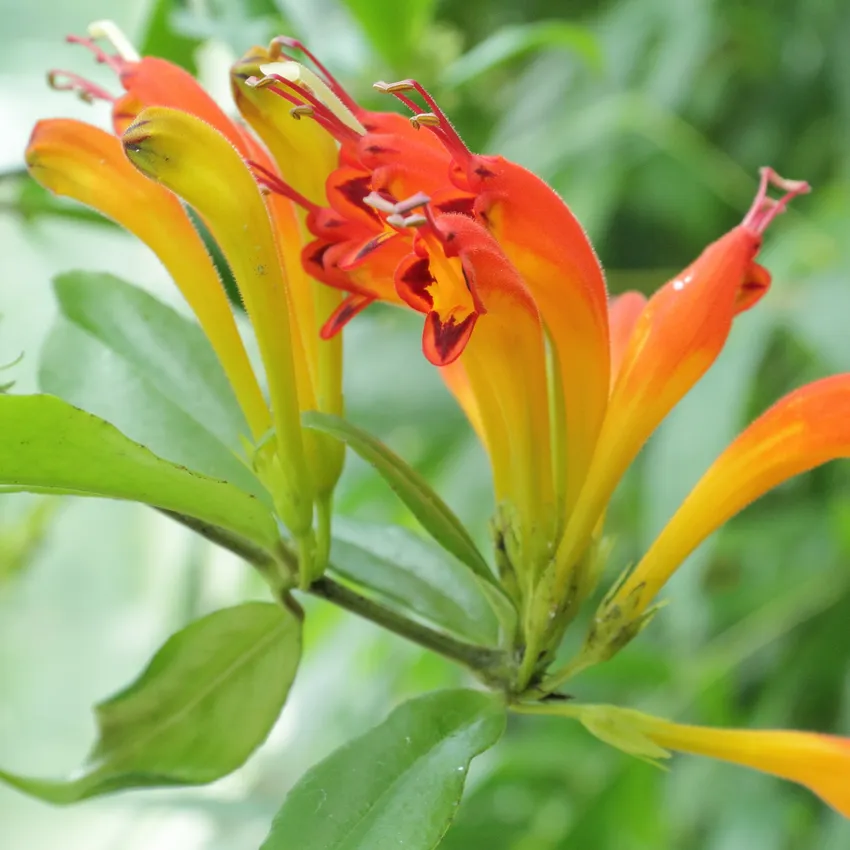 aeschynanthus speciosus plant showing characteristic features