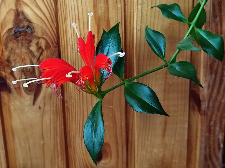aeschynanthus speciosus plant showing characteristic features