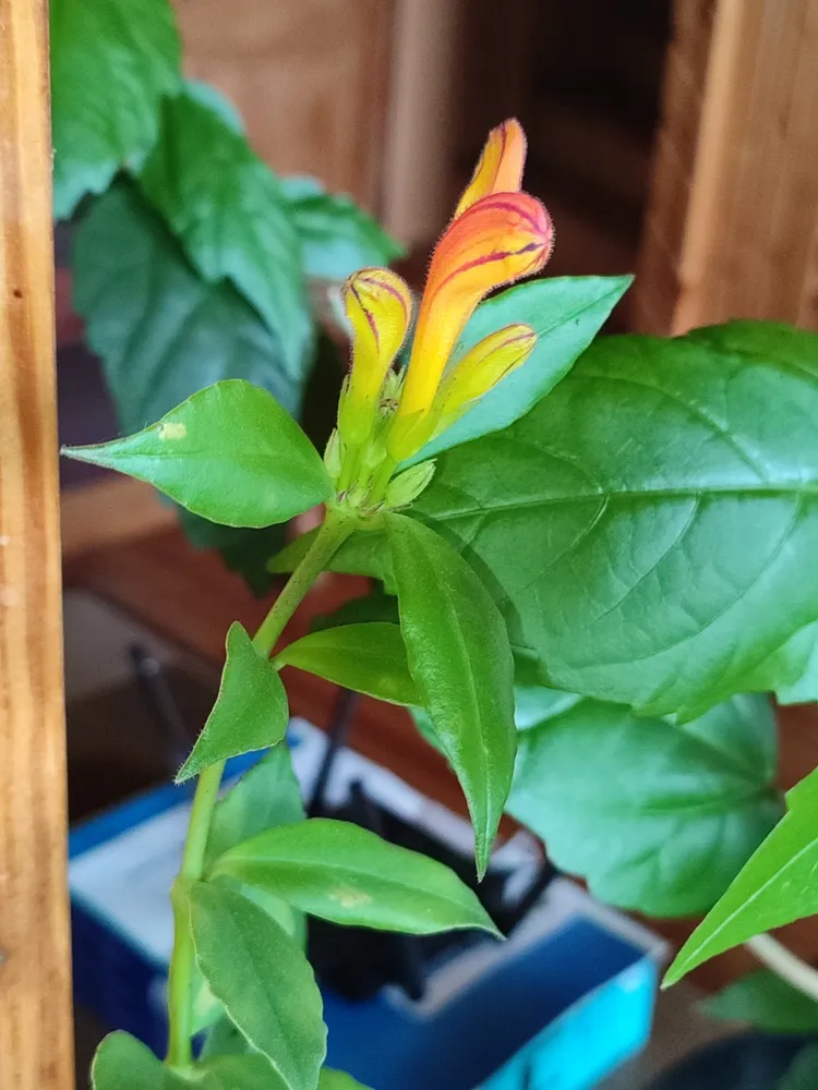 aeschynanthus speciosus plant showing characteristic features