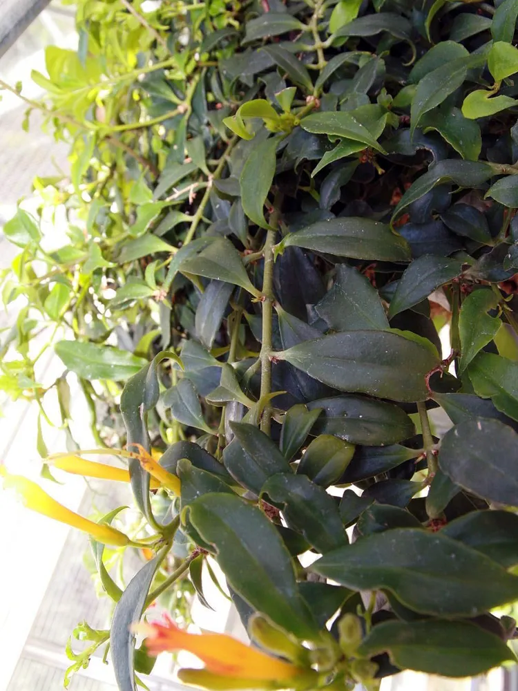 aeschynanthus speciosus plant showing characteristic features