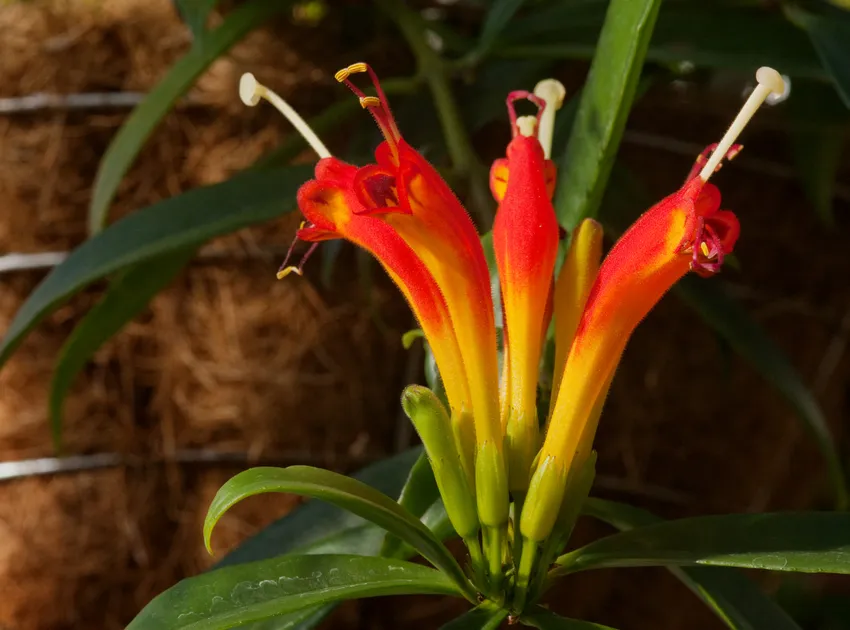 aeschynanthus speciosus plant showing characteristic features