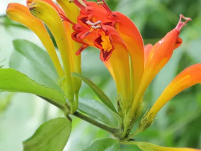 thumbnail aeschynanthus speciosus