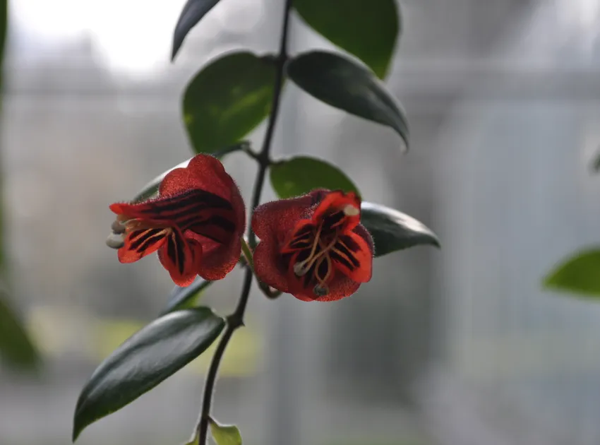 aeschynanthus tricolor plant showing characteristic features