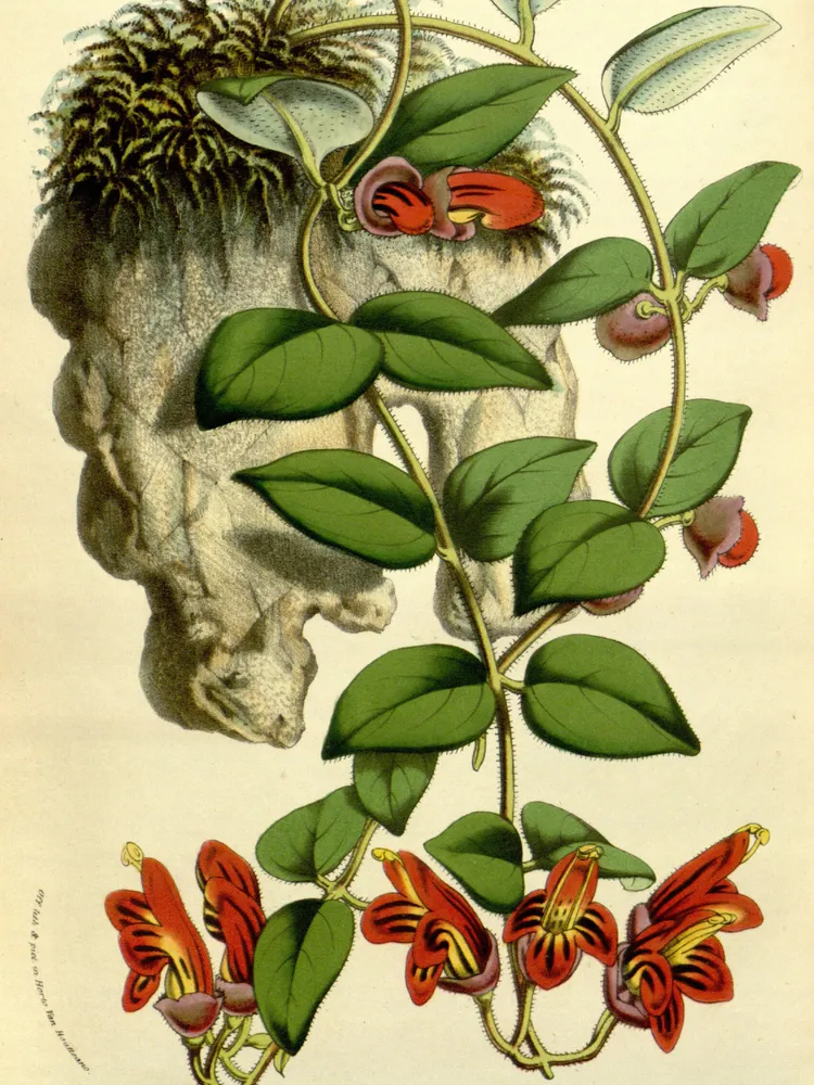 aeschynanthus tricolor plant showing characteristic features
