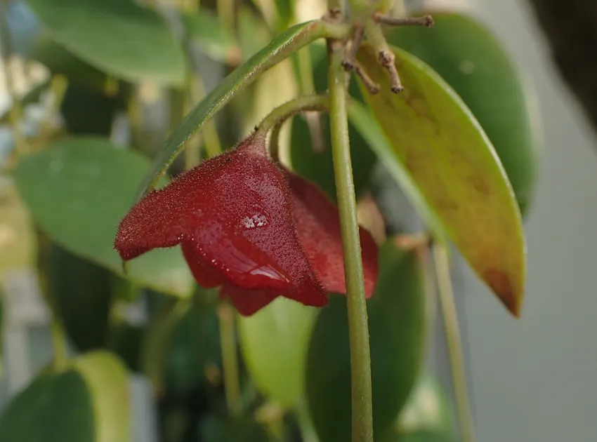 aeschynanthus tricolor plant showing characteristic features